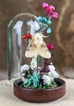 Southern Flannel Moth Glass Dome Display Taxidermy Entomology Insect Decor Gi. Fixed Price $19.99.